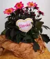 Preview: Stickdatei Set Danke & Genesung-Stabdesigns, Foto zeigt Designstab in Blumentopf mit Blütenpflanze. Herzförmige Ausfertigung mit gelbem Tupfenkranz, zartes rosè-helles Stickmuster innen. Schriftzug "Danke" in pink. Preview: Stickdatei Set Danke & Genesung-Stabdesigns, Foto zeigt Designstab in Blumentopf mit Blütenpflanze. Herzförmige Ausfertigung mit gelbem Tupfenkranz, zartes rosè-helles Stickmuster innen. Schriftzug "Danke" in pink.
