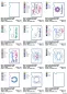Preview: Stickdatei Set ITH Equidenpasshüllen + Einzelmotive