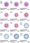 Preview: Stickdatei Set 8 Mandalas Line Art