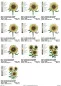 Preview: Übersicht Stickdatei Set Sunflowers