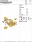 Preview: Übersicht Freebie Stickdatei Goldener Herbst Teil 2